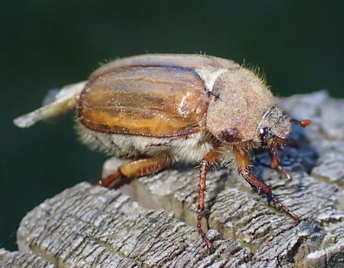 Amphimallon solstitiale